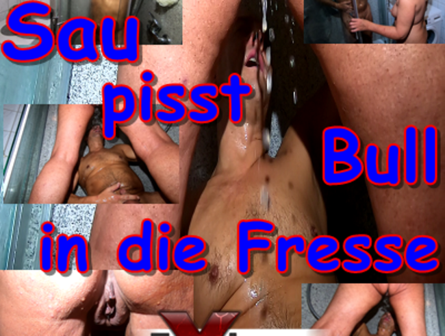 Sau pisst Bull in die Fresse